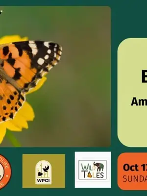 Among the Butterflies poster