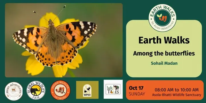 Among the Butterflies poster