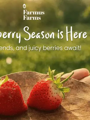 Farmus Farms: Farm Picking Experience poster