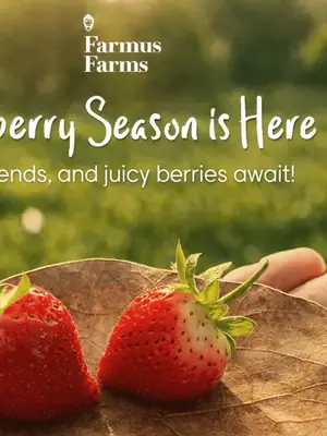 Farmus Farms Farm Picking Experience poster