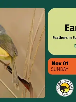 Feathers in Focus poster