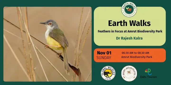 Feathers in Focus poster