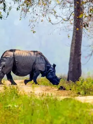 Kaziranga & Meghalaya poster
