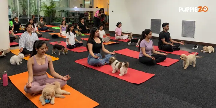 Puppiezo Puppy Yoga poster