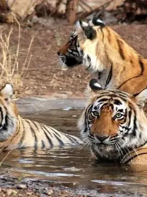 Ranthambore Weekender poster