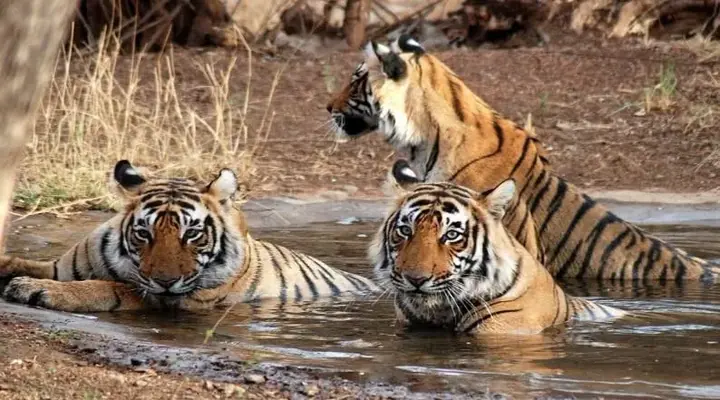 Ranthambore Weekender poster
